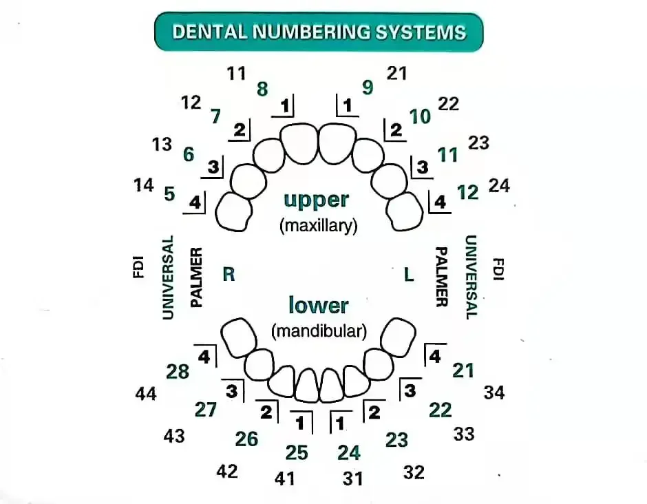 Dentals Mould For Composite Re - Teeth Whitening Veneers review and price